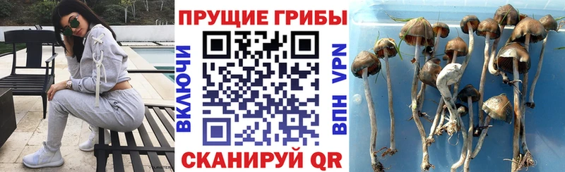 что такое   Нижний Тагил  Галлюциногенные грибы Psilocybe 